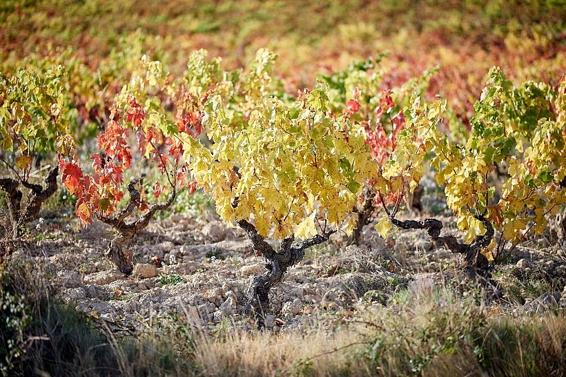 Cuatro vinos de Altos de Rioja considerados sobresalientes por la 'Guía Peñín 2024' con más de 90 puntos.