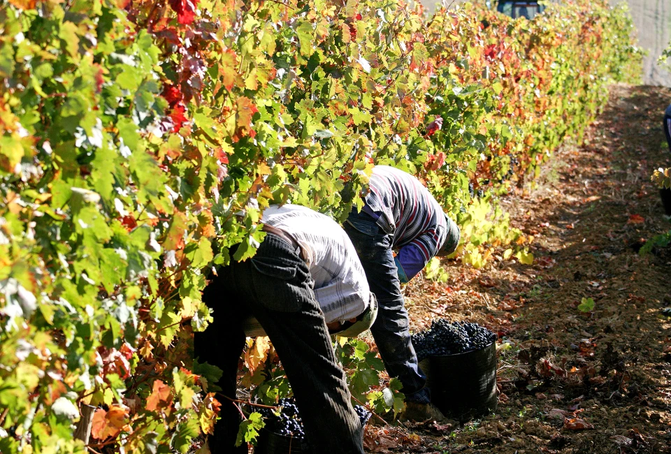 Tempranillo