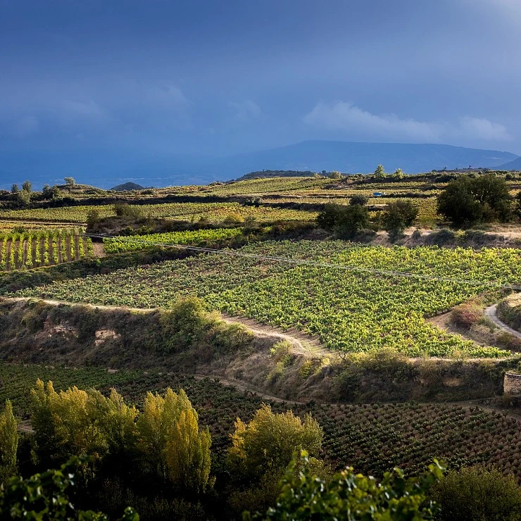 Bodegueros de la Rioja Alavesa