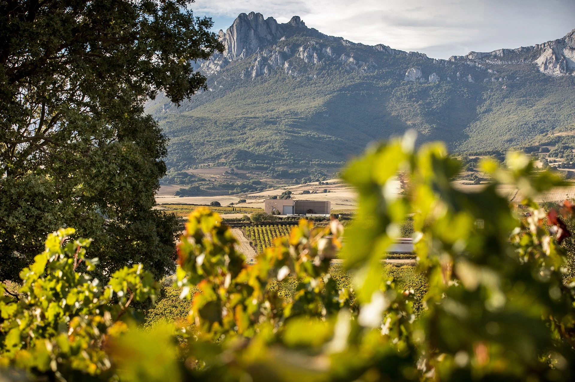 Viñedos en la Rioja Alavesa