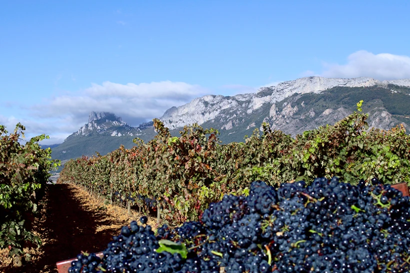 Suckling destaca una vez más cuatro vinos de Altos de Rioja como “excepcionales”