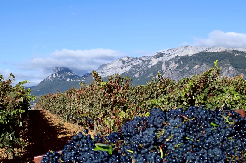 Suckling destaca una vez más cuatro vinos de altos de rioja como “excepcionales”